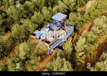 New Holland Olive harvester working in a field, Aerial view. Stock Photo