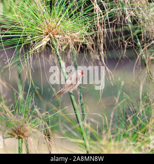 Common Waxbill, Estrilda astrid, tropical bird in Sao Tome and Principe, african bird with a red beak Stock Photo