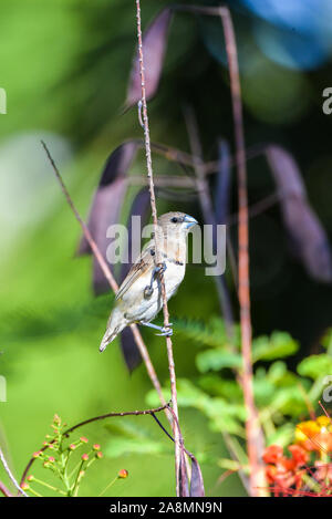 Chestnut-breasted Mannikin, little bird, Tahiti Stock Photo