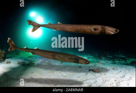 Cookiecutter Shark Or Cigar Shark Isistius Brasiliensis, Dalatiidae ...