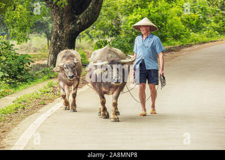 Editorial: YANGSHUO, GUANGXI, CHINA, April 19, 2019 - Farmer walking with two water buffalos in the vicinity of Yangshuo near Guilin Stock Photo