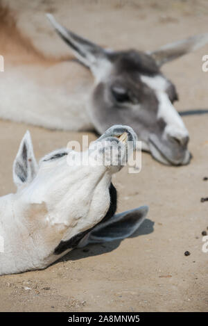 Alpaca, white ilama,sleeping, funny animal Stock Photo