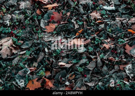 Dark mood of autumn Stock Photo