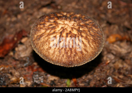 Velvet Shield Mushroom Pluteus umbrosus Stock Photo