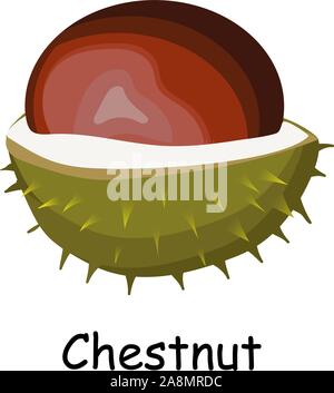 Chestnut fruit. Walnut in barbed skin. Chestnut. Brown. Vector illustration isolated on white background.. Stock Vector