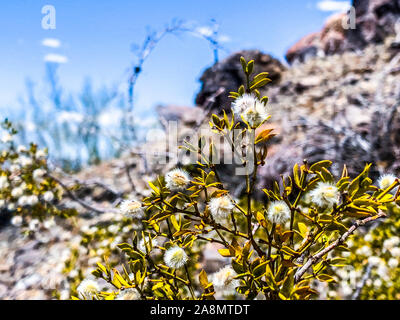 Larrea tridentata - creosote bush and greasewood in desert of Piestewa Peak (Squaw Peak) in Arizona Stock Photo