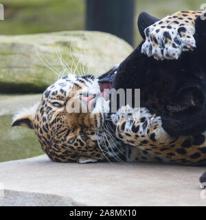 Leopard and black leopard playing together, panthers in love Stock Photo