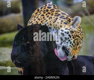 Leopard and black leopard playing together, panthers in love Stock Photo