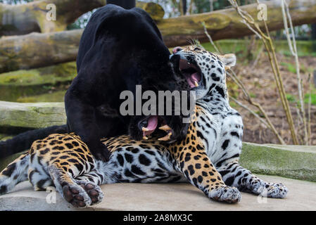 Leopard and black leopard playing together, panthers in love Stock Photo