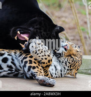 Leopard and black leopard playing together, panthers in love Stock Photo