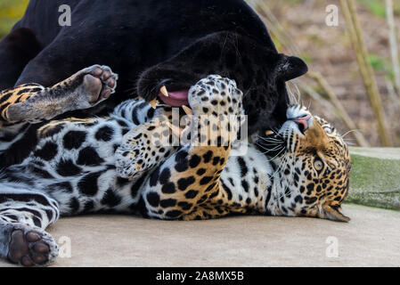 Leopard and black leopard playing together, panthers in love Stock Photo