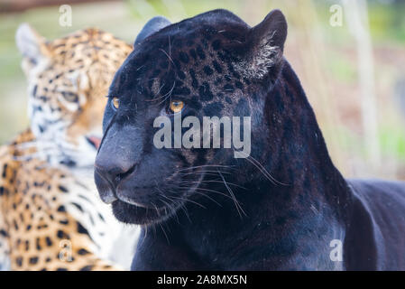 Leopard and black leopard playing together, panthers in love Stock Photo