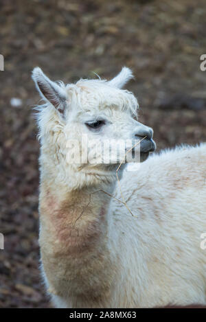 Alpaca, white ilama, funny animal Stock Photo