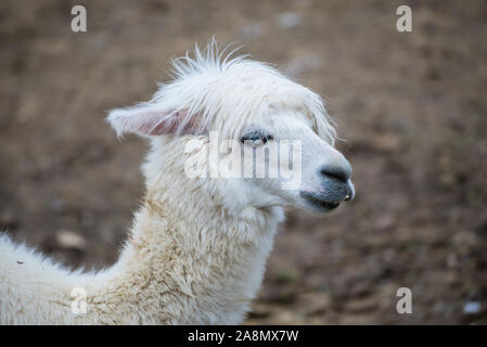Alpaca, white ilama, funny animal Stock Photo