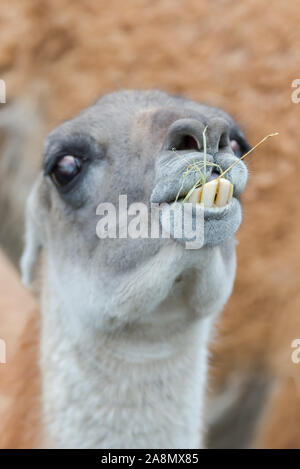 Alpaca, brown ilama, funny animal Stock Photo