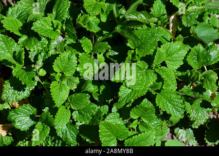 lemon balm or melissa officinalis herb leaves in spring close-up, balm mint plant in spring sun Stock Photo