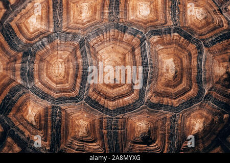 Close up of beautiful tortoise shell top view armature turtle old broke  real texture background Stock Photo - Alamy