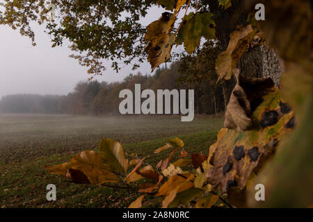 Fog morning walk in Germany Allgäu forest fields fall autumn leaves south Stock Photo