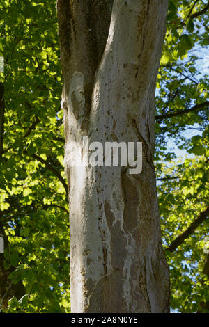 bird-cherry ermine tree trunk web, tree attacked by the web moth yponomeuta evonymella in spring Stock Photo