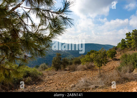 olives olive trees in the mountains of Jerusalem. Jerusalem forest. Stock Photo