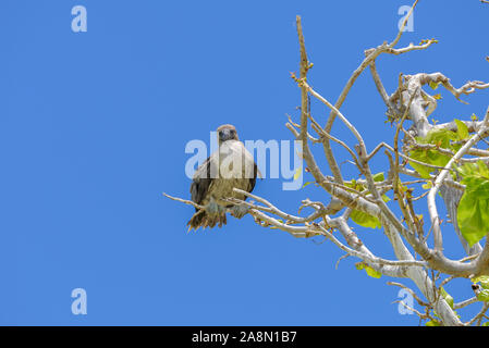 Brown booby, Sula leucogaster, juvenile, exotic bird on a tree, french Polynesia Stock Photo