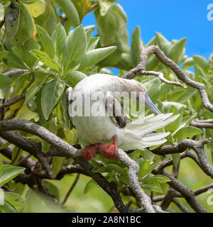 Red-footed Booby, Sula sula, exotic bird in French Polynesia Stock Photo