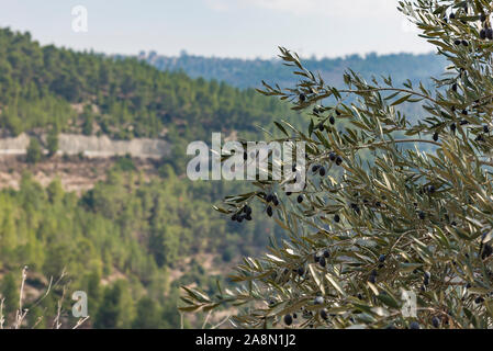 olives olive trees in the mountains of Jerusalem. Jerusalem forest. Stock Photo