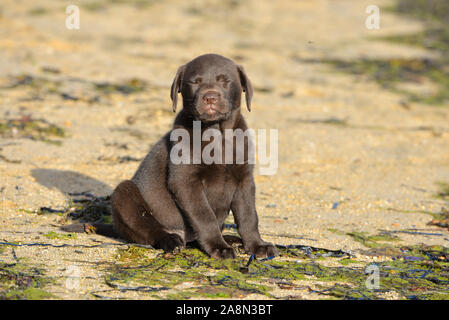 Dog labrador, puppy on the beach, cute animal Stock Photo
