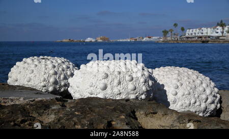 Big beautiful white artificial shells on rocky beach in paphos, Cyprus, touristic attraction, horizon, promenade with palms in background Stock Photo