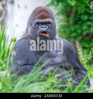 Gorilla, monkey, dominating male, funny attitude