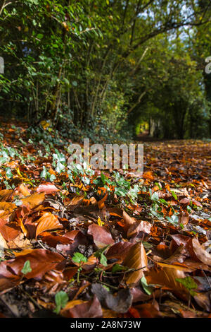 A leafy autumn path through the woods in sunlight Stock Photo