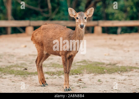 Young chital or cheetal also known as spotted deer or axis deer the young deer  Stock Photo