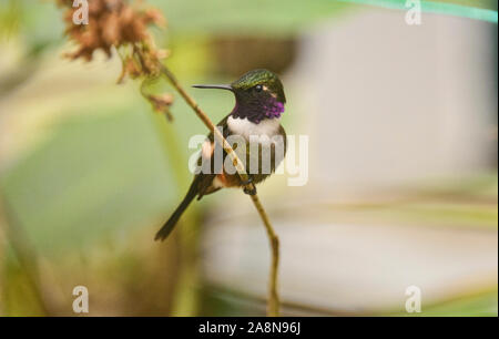 Purple-throated woodstar hummingbird (Philodice mitchellii), Bellavista Cloud Forest Reserve, Mindo, Ecuador Stock Photo