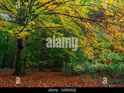 Beech trees in woodland during Autumn when the leaves fall Stock Photo