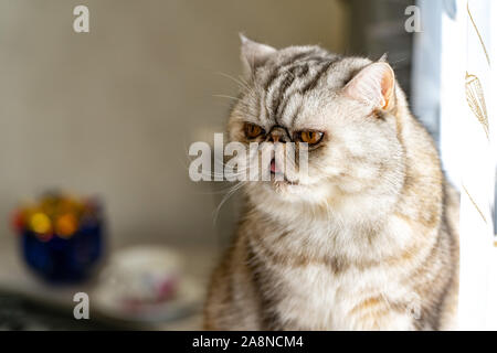 Persian gray cat with yellow eyes shows tongue Stock Photo