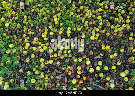 Apples left the ground background, both fresh and putrid, rotten from a wild apple tree Stock Photo