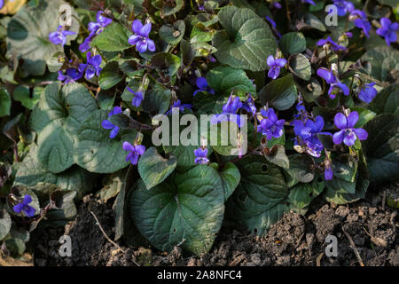 Viola labradorica, also known as alpine violet or Labrador violet, in a garden. Stock Photo