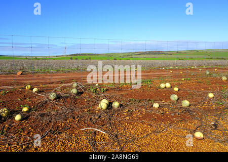 View of wild paddy melon (citrullus lanatus), an invasive species related to watermelon growing wild on roadsides in Western Australia Stock Photo