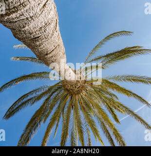 Canary island date palm, pineapple palm, from below, Spain. Stock Photo