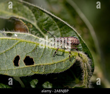 Closeup of Brown Marmorated Stink Bug, at fourth Instar nymphal stage, on leaf of soybean plant with holes in leaf from insect damage Stock Photo