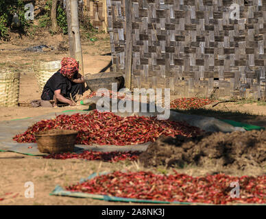 Burmese woman wearing traditional outfit working with the died chilli crops, Kalaw, Myanmar. Stock Photo