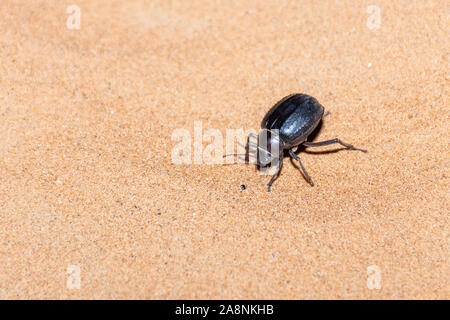 A Glossy black Arabian Darkling Beetle (Pimelia arabica) digging in the desert sand at night in the United Arab Emirates. Stock Photo