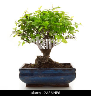 Bonsai tree with stones on white background Stock Photo - Alamy