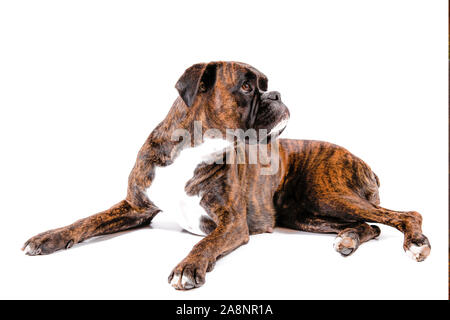 a Beautiful boxer on white background Stock Photo