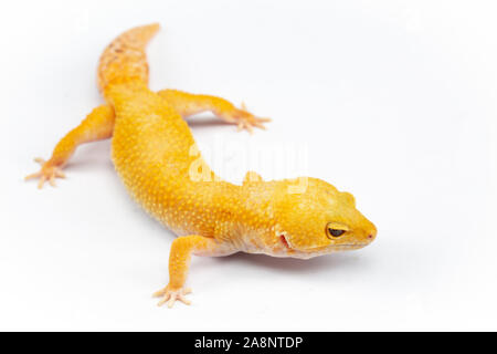 Leopard Gecko, eublepharis macularis, close up photograph on a plain white background Stock Photo