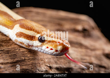 Royal Python, Python Regius, close up on a piece of tree bark Stock Photo