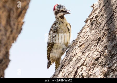 Male, Cardinal Woodpecker, Dendropicos fuscescens, Nkasa Rupara (Mamili) National Park, Caprivi Strip, Namibia, Africa Stock Photo