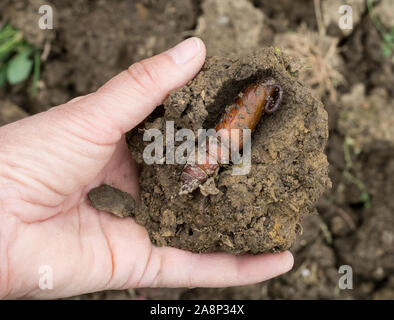 Pupa of Agrius convolvuli, the convolvulus hawk-moth in underground cell. With hand. Stock Photo