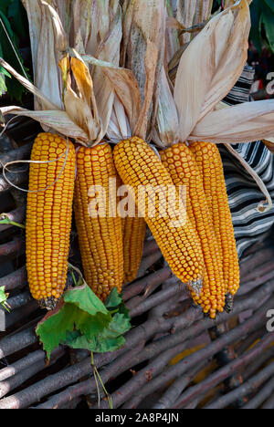 Yellow maize on a hedge; Stock Photo