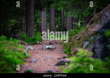 Emplty curved forest road in summer. Trees on sides of road Stock Photo